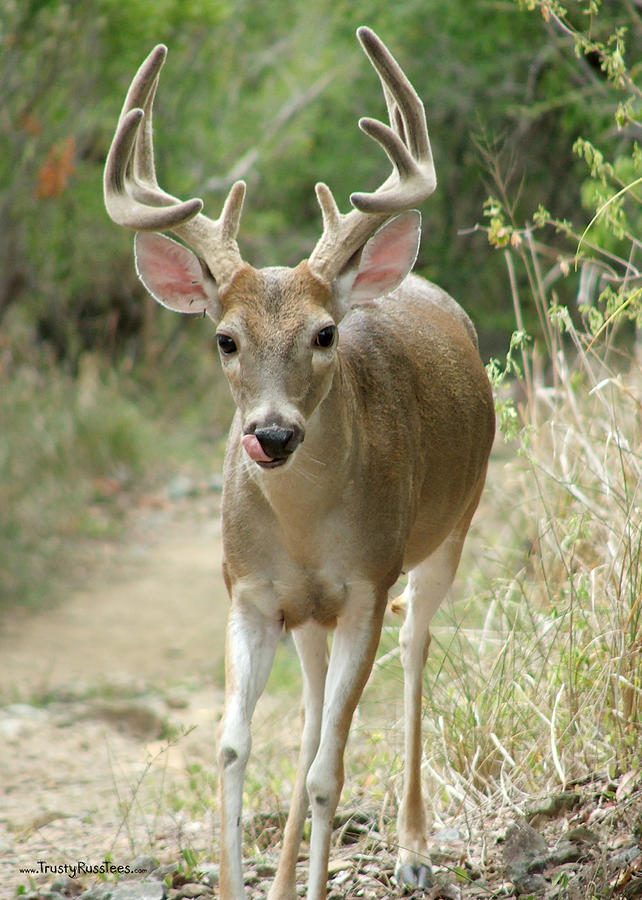 Buck Photograph - Curious Buck by Russell Anderson Buck Photograph - Curious Buck by Russell Anderson