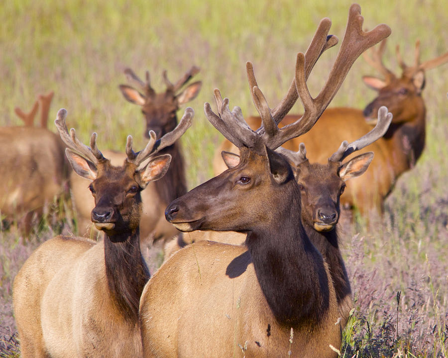 Curious Bull Elk Photograph by Todd Kreuter