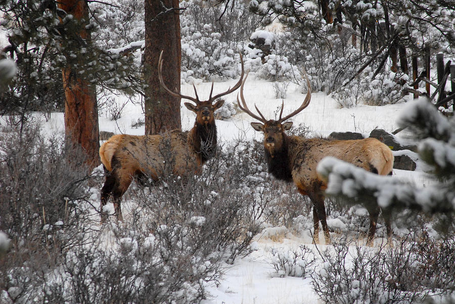 Curious Bull Elk Photograph by Tracy Smith Curious Bull Elk Photograph by Tracy Smith