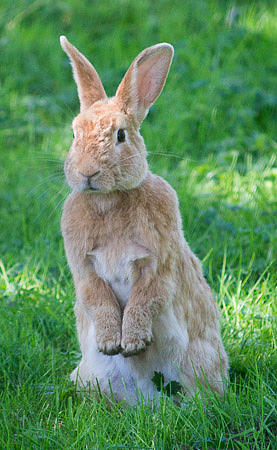 Nature Photograph - Curious Bunny by Jeannie Sanders