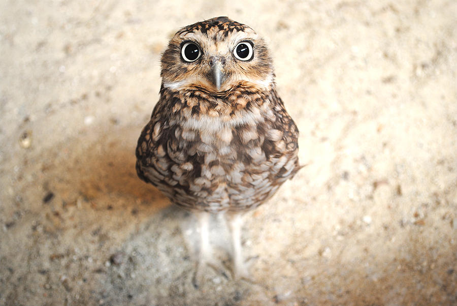 Curious burrowing owl with big eyes staring at the camera Photograph by StockImages_AT