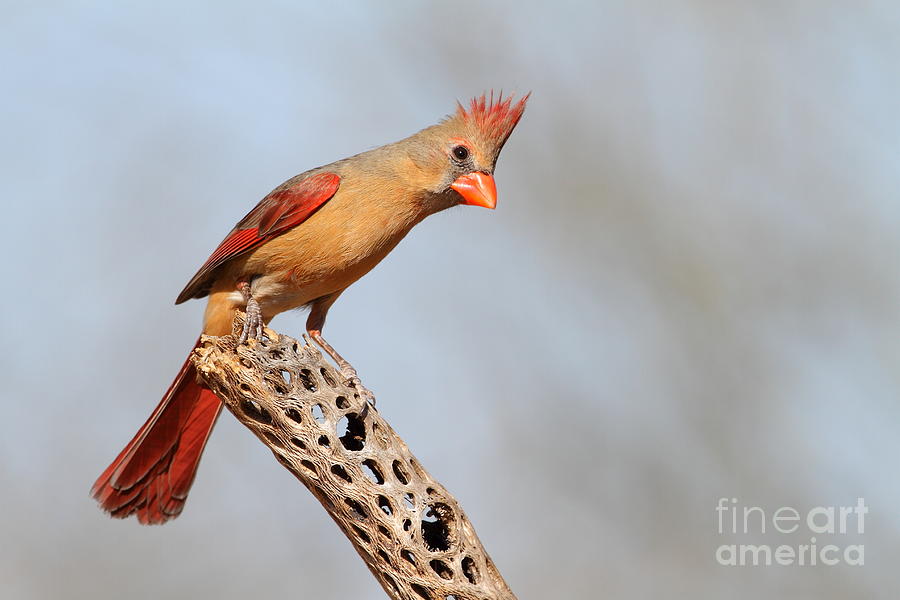 Curious Cardinal Photograph by Bryan Keil