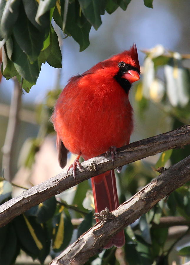 Curious Cardinal Photograph by John G Schickler