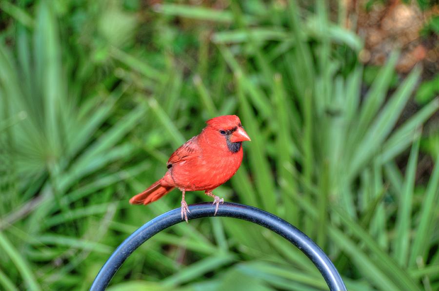 Curious Cardinal Photograph by Jonathan Sabin