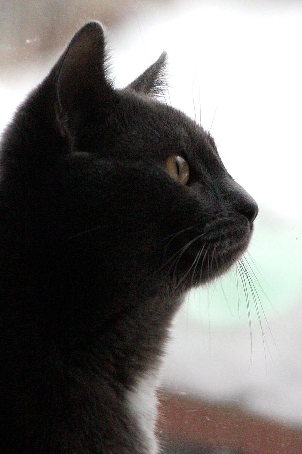 Cat Photograph - Curious Cat Silhouette by Sue Chisholm