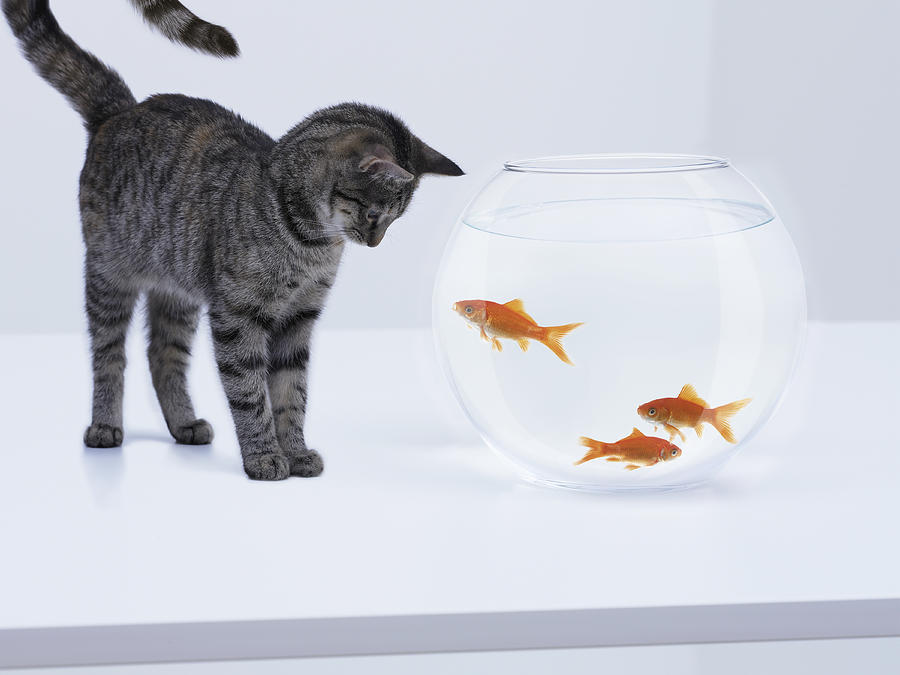 Curious cat watching goldfish in fishbowl Photograph by Adam Gault