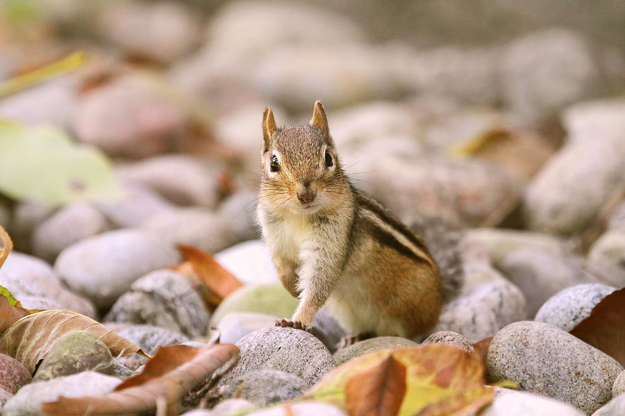 Squirrel Photograph - Curious Chipmunk by Peggy Collins