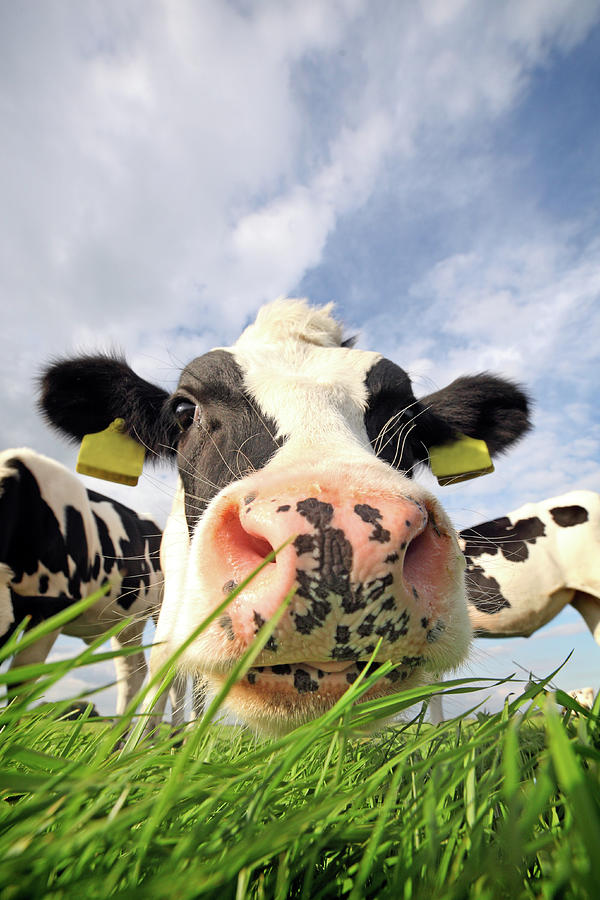 Curious Cow Photograph by Marcel Ter Bekke