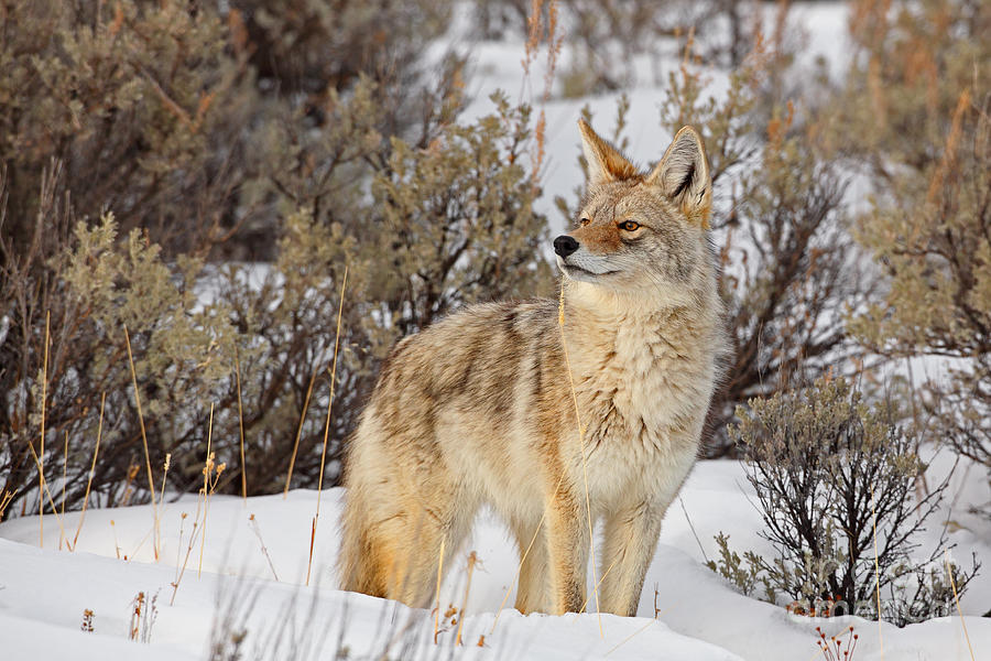Curious Coyote Photograph by Bill Singleton