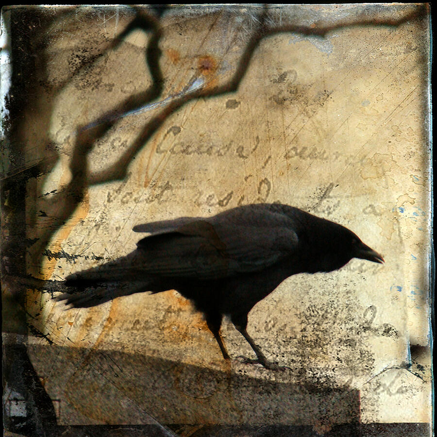 Curious Crow Digital Art by Gothicrow Images - Fine Art America