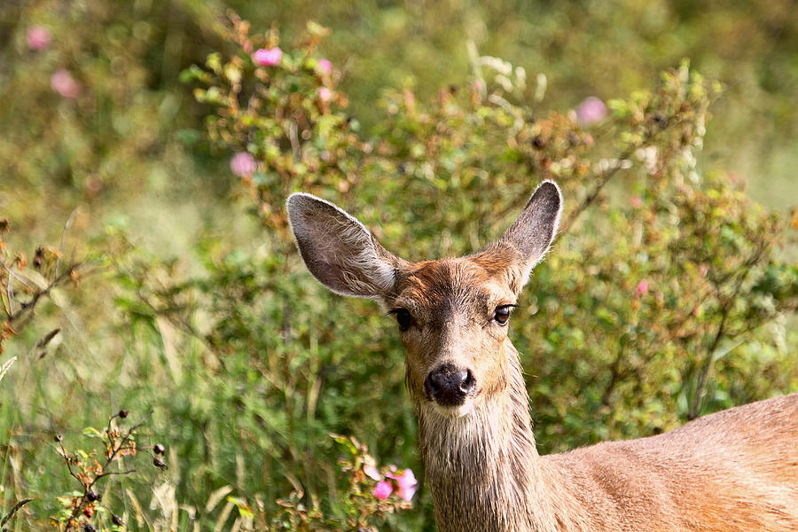 Curious Deer and Wild Roses Photograph by Peggy Collins