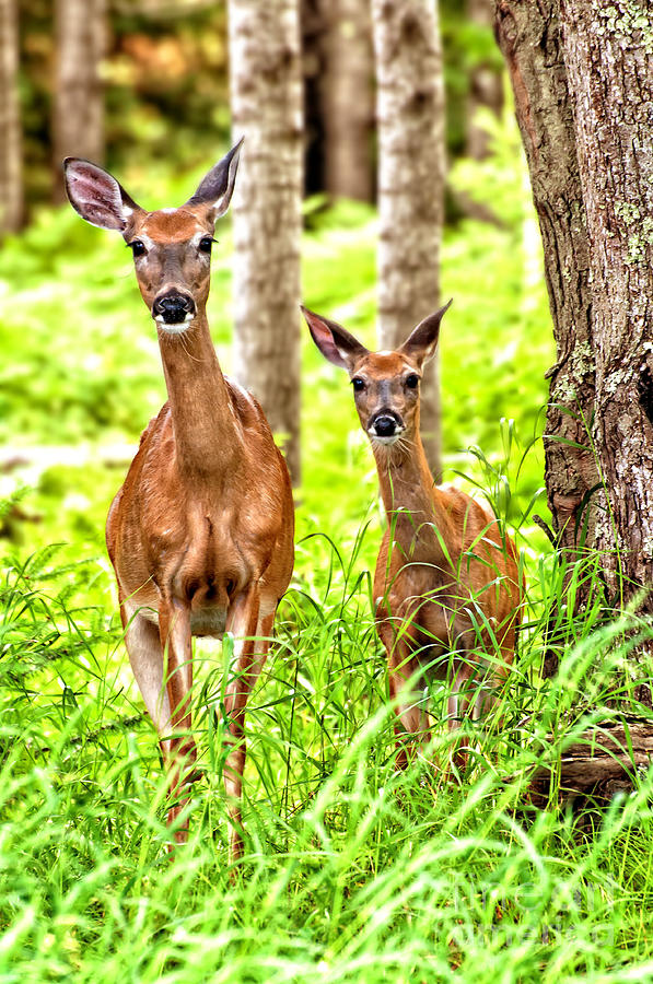 Curious Deer Photograph by Gwen Gibson