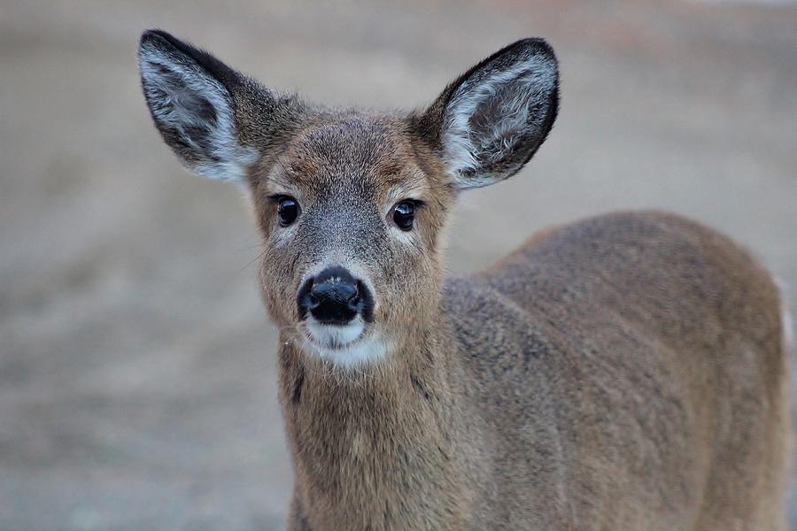 Curious Deer Photograph by Linda Brockelbank - Fine Art America