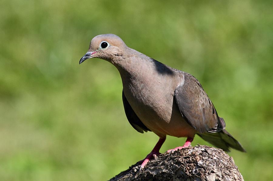Curious Dove Photograph by Mike Farslow