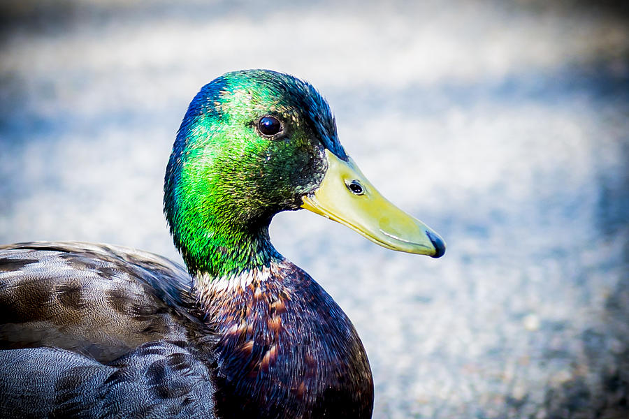 Duck Photograph - Curious Duck 2 by Courtney Wilson