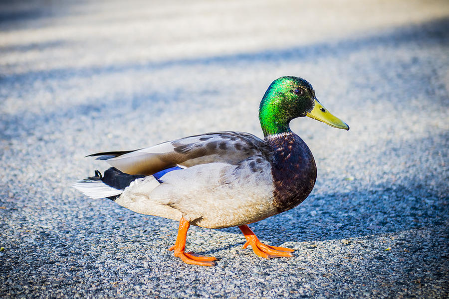 Curious Duck Photograph by Courtney Wilson - Fine Art America