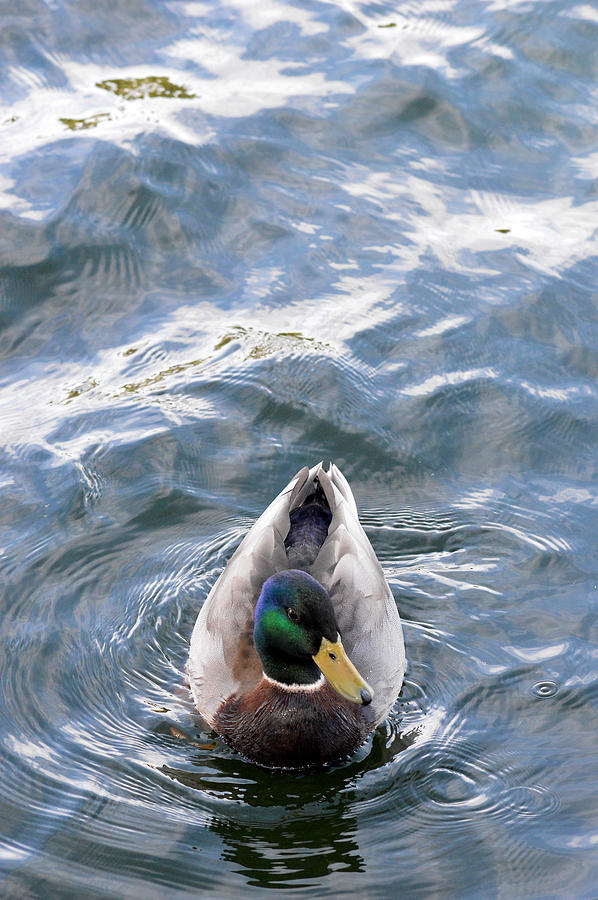Curious Duck Photograph by Michael McGowan