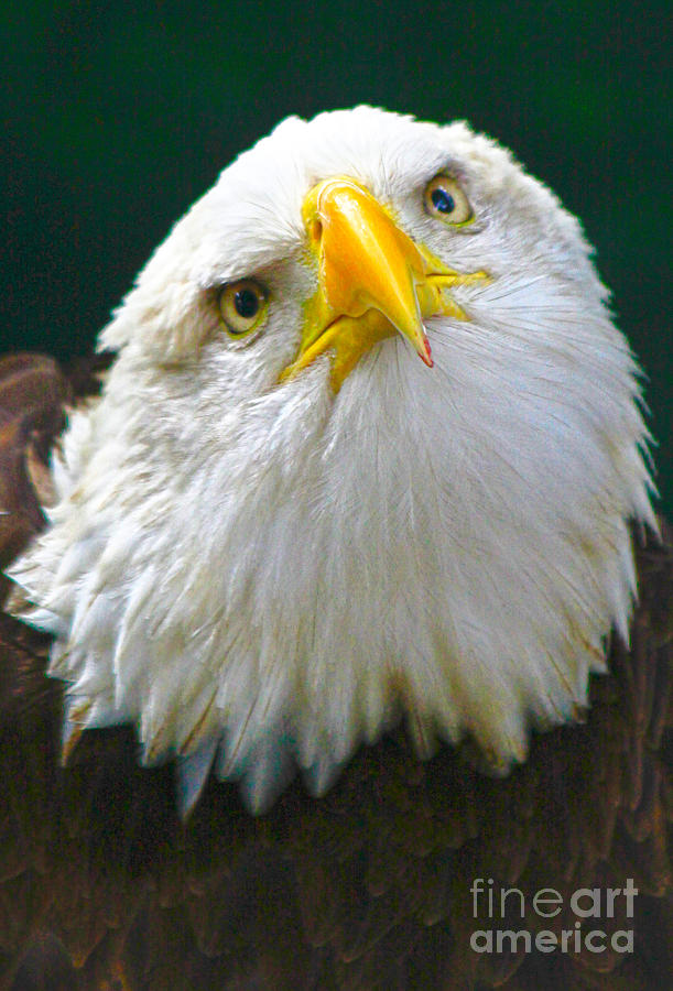 Eagle Photograph - Curious Eagle by Richard Lynch