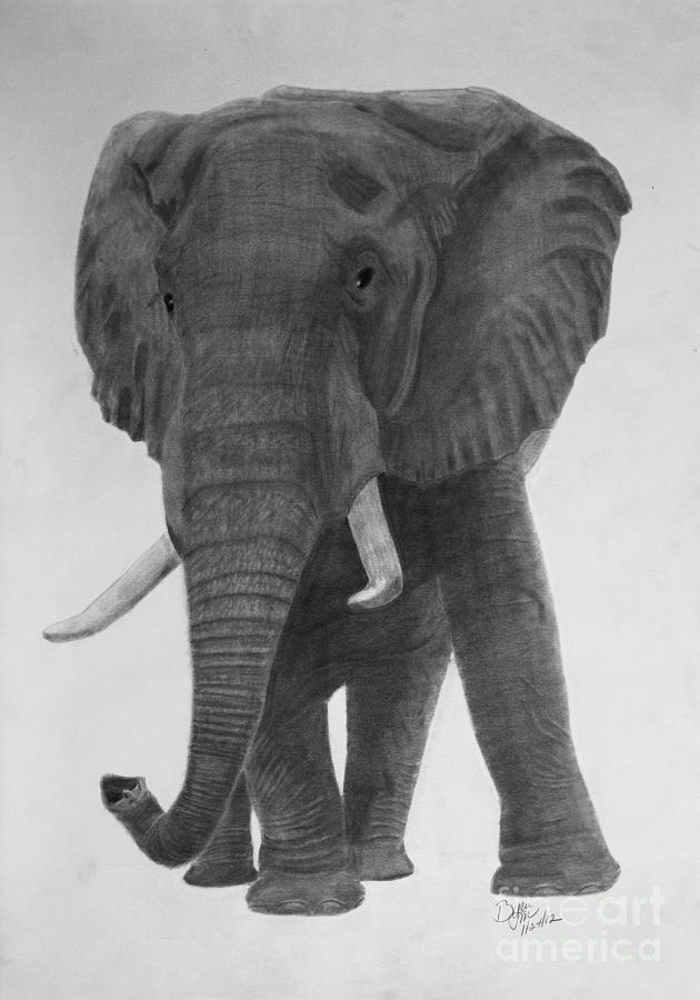 Curious Elephant Drawing by Byron Moss