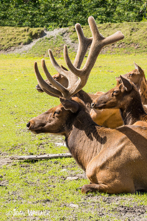 Curious Elk Photograph by Joan Wallner