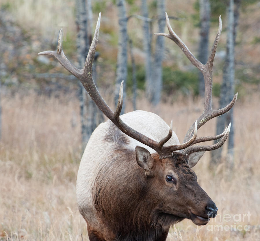 Curious Elk Photograph By Russell Smith 