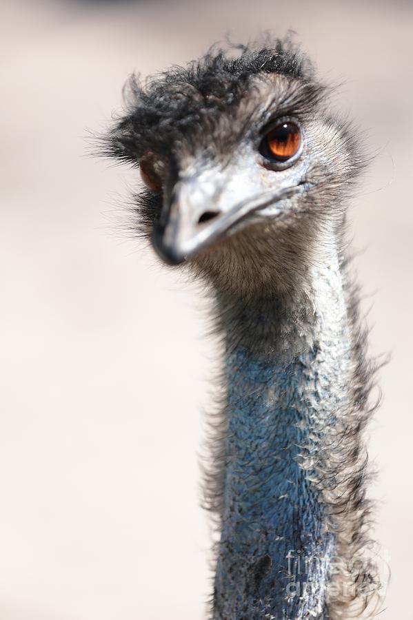 Emu Photograph - Curious Emu by Carol Groenen