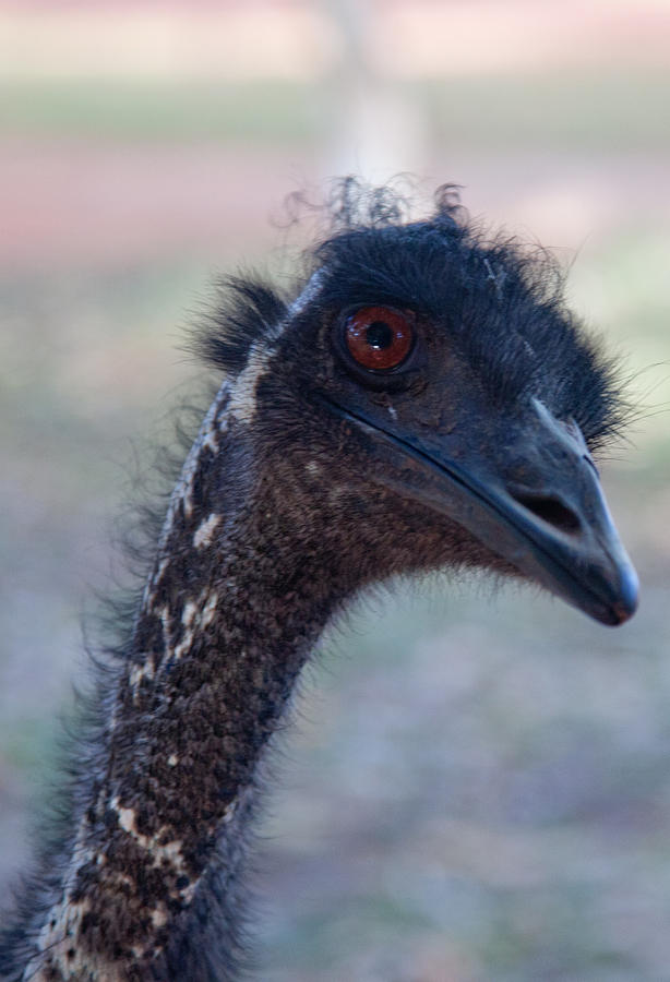 Curious Emu Photograph by Carole Hinding