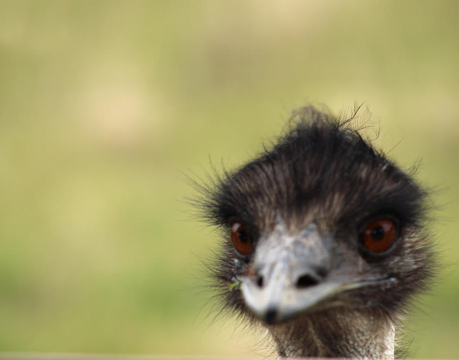 Curious Emu Photograph by Julie Keller