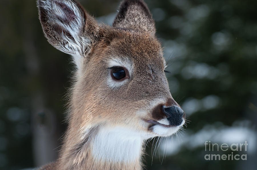 Curious Fawn Photograph by Bianca Nadeau