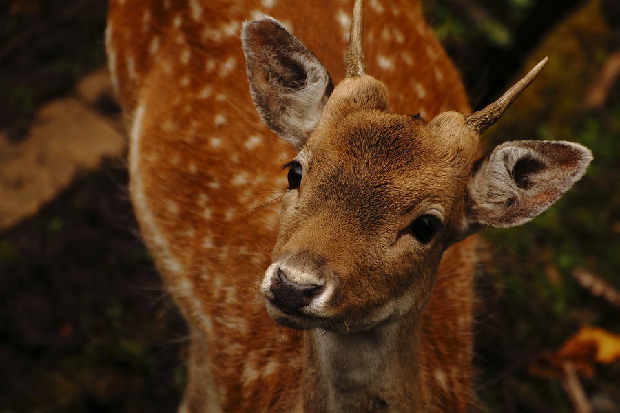 Deer Photograph - Curious fawn by Guillermo Bardavio