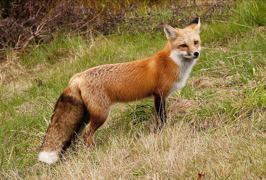 Curious Fox Photograph by Gordon Ripley