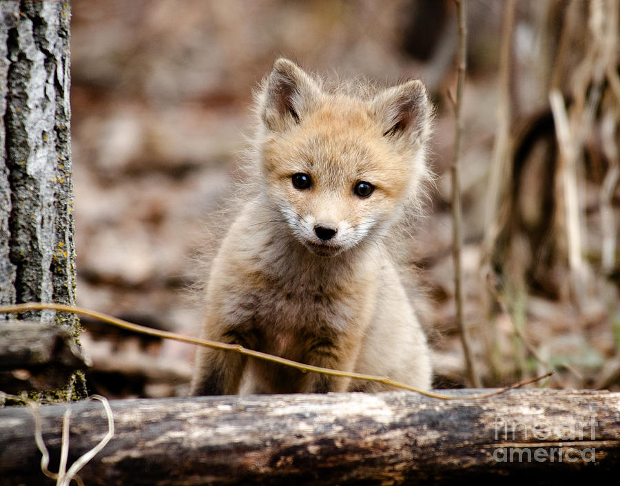 Curious Fox Kit Photograph by Shannon Carson