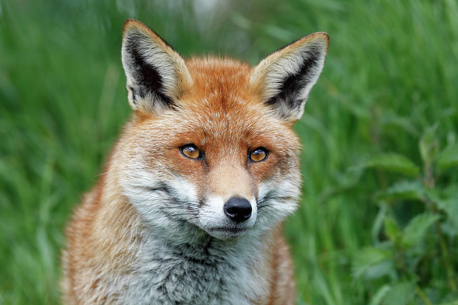 Curious Fox Photograph by Mlorenzphotography - Fine Art America