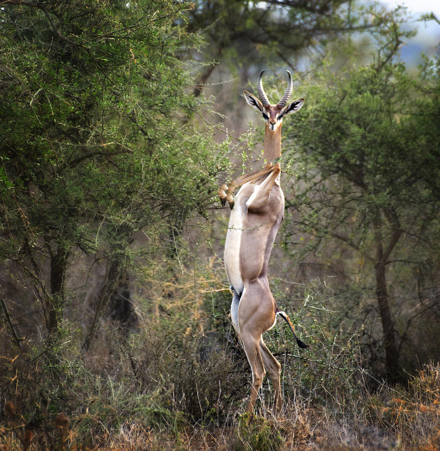 Curious Gerenuk Looking at Camera Photograph by Vicki Jauron, Babylon and Beyond Photography