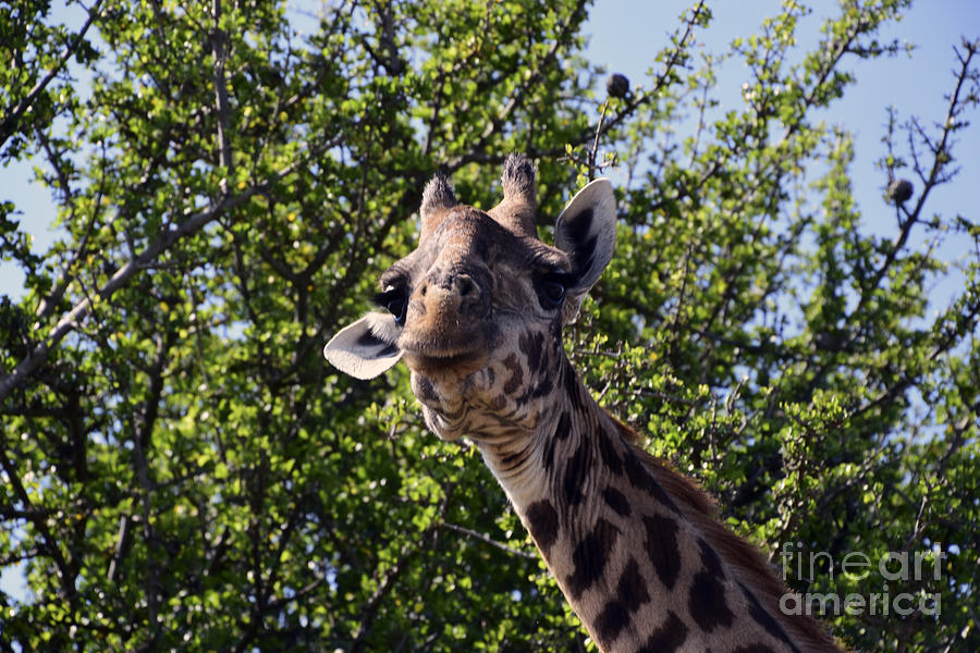Curious Giraffe Photograph by AnneKarin Glass