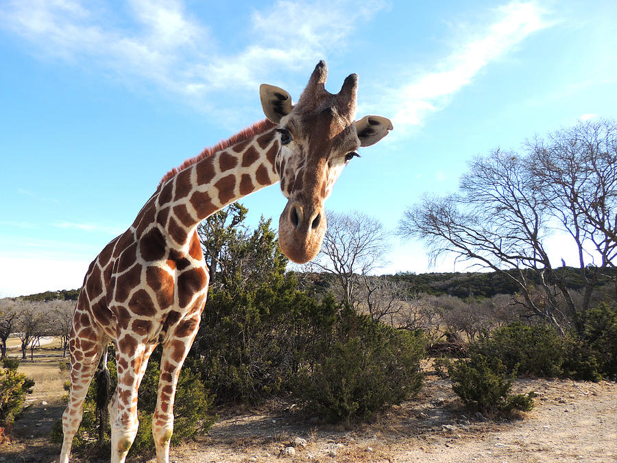 Curious Giraffe at Fossil Rim Wildlife Center Photograph by Jayne Wilson