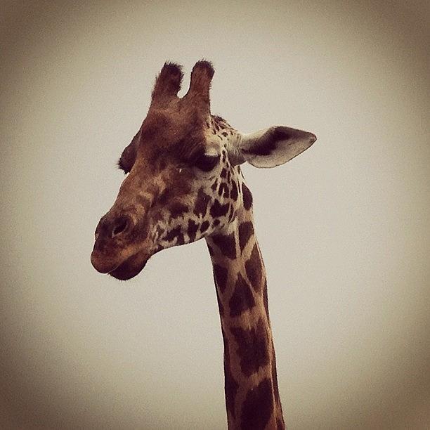 Giraffe Photograph - Curious Giraffe by Michael Gonzalez