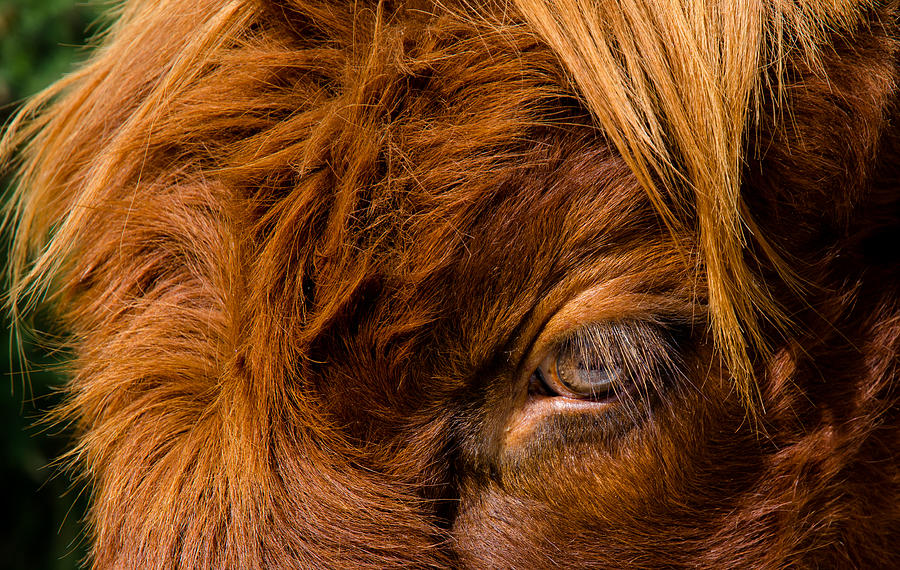 Curious Glance Of A Highland Cattle Photograph by Andreas Berthold