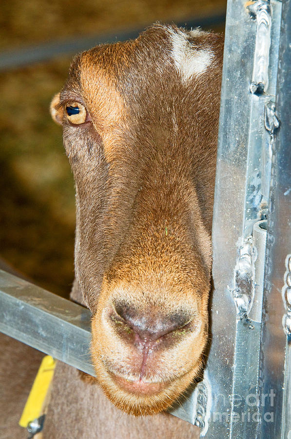 Curious Goat Photograph by Millard H Sharp