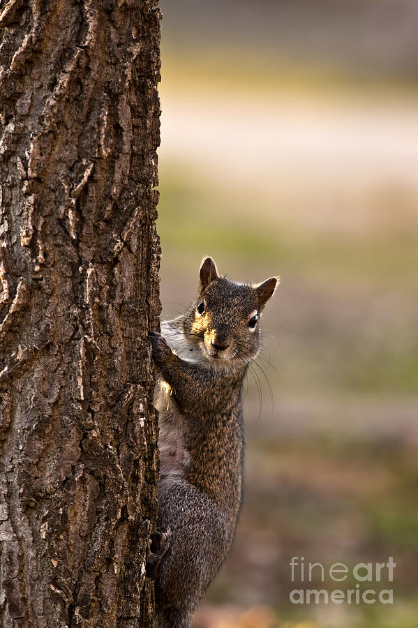 Sunset Photograph - Curious Gray Squirrel Looks out From a Tree by Brandon Alms