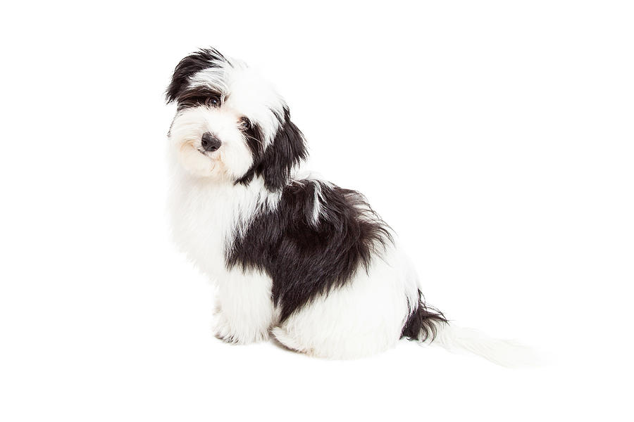 Animal Photograph - Curious Havanese Dog Sitting by Good Focused