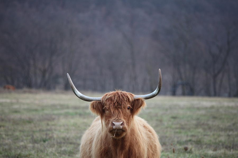 Curious Highlander Photograph by Cora Edwards
