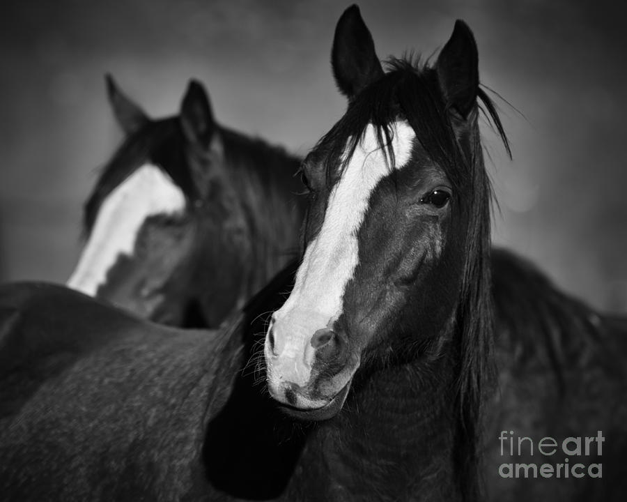 Curious Horses Photograph by Ana V Ramirez