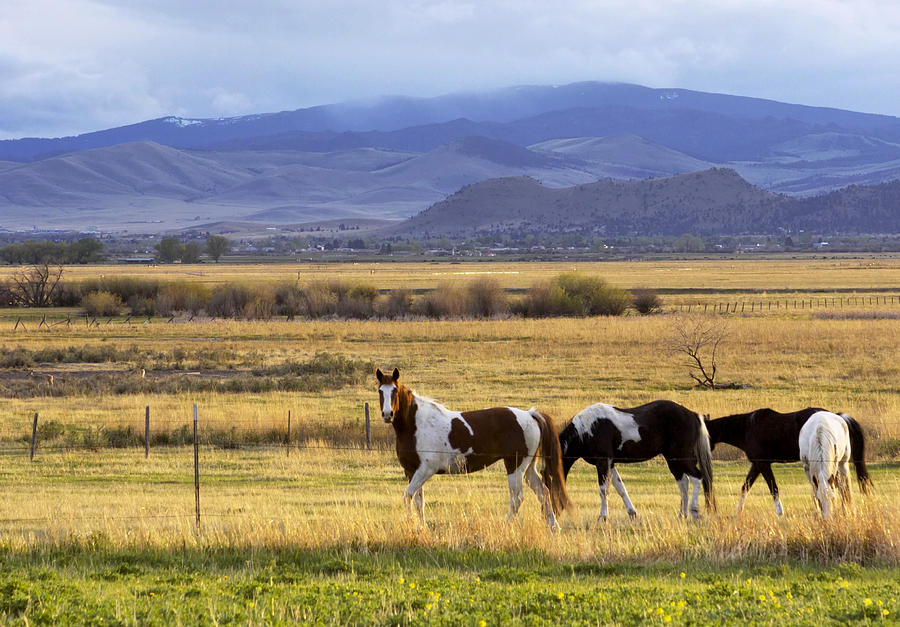 Horse Photograph - Curious Horses by lake Helena by Dana Moyer