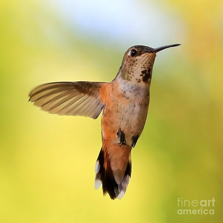 Curious Hummingbird Photograph by Carol Groenen