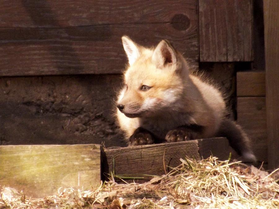 Curious Kit Fox Photograph by Deb Schense