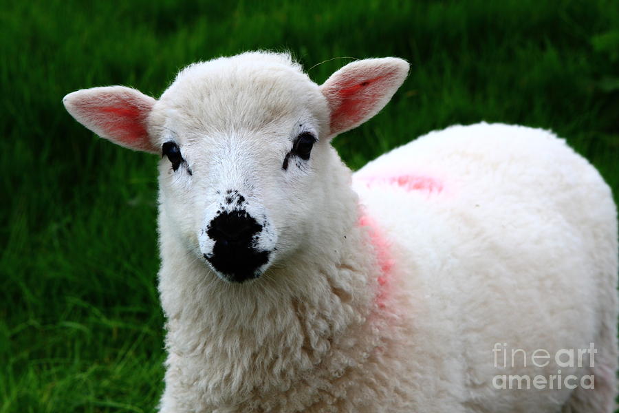 Curious Lamb Photograph by Aidan Moran