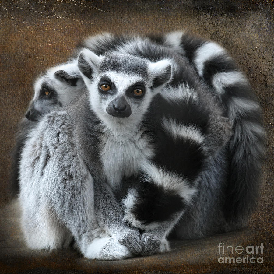 Curious Lemur Digital Art by Jayne Carney