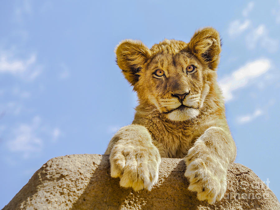Wildlife Photograph - Curious Lion Cub by Diane Diederich