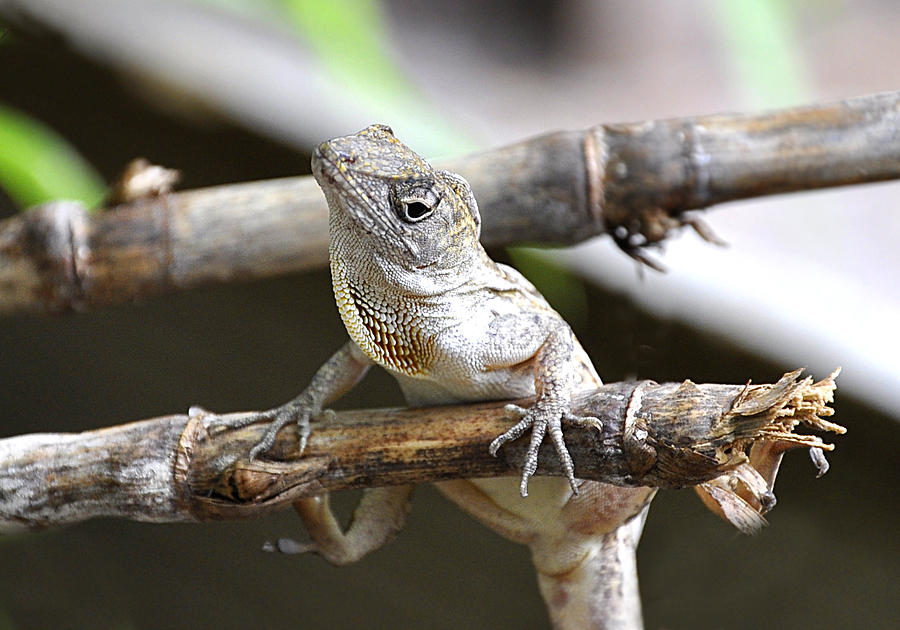 Curious Lizard Florida Anole Photograph